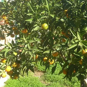 Garden Bed & Breakfast Modica